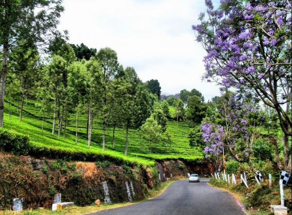 img_best_places_to_visit_in_coonoor_2485_600
